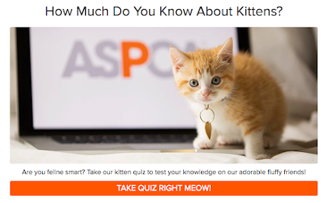 how much do you know about kittens quiz